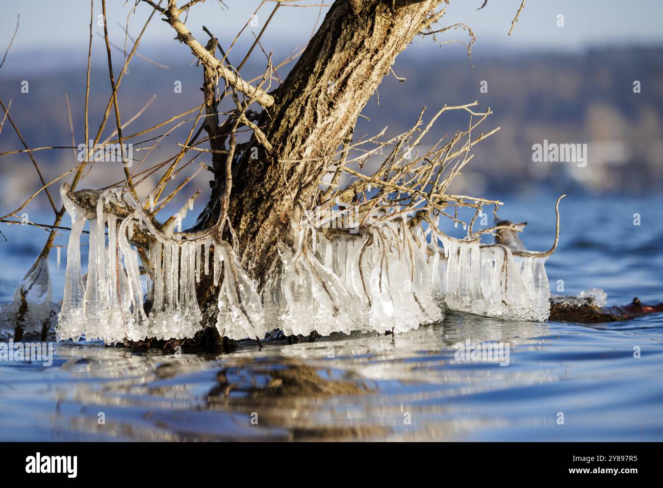 Baum mit hängenden Eiszapfen umgeben vom Wasser eines Sees, ein Winterwunder der Natur, Niederzell, Reichenau, Bodensee, Baden-Württemberg, De Stockfoto