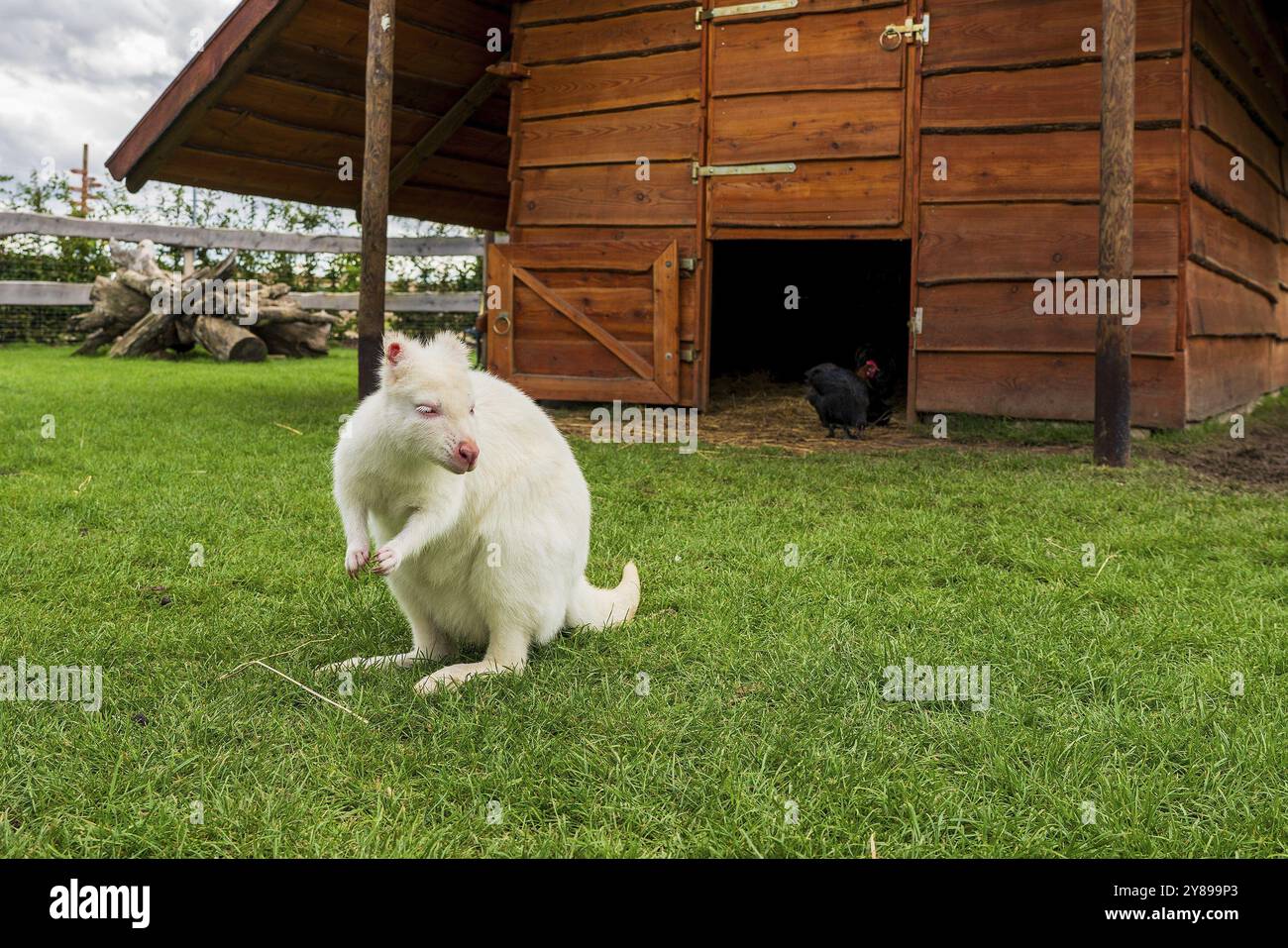 Ein schneeweißes Albino Wallaby (Känguru) Stockfoto