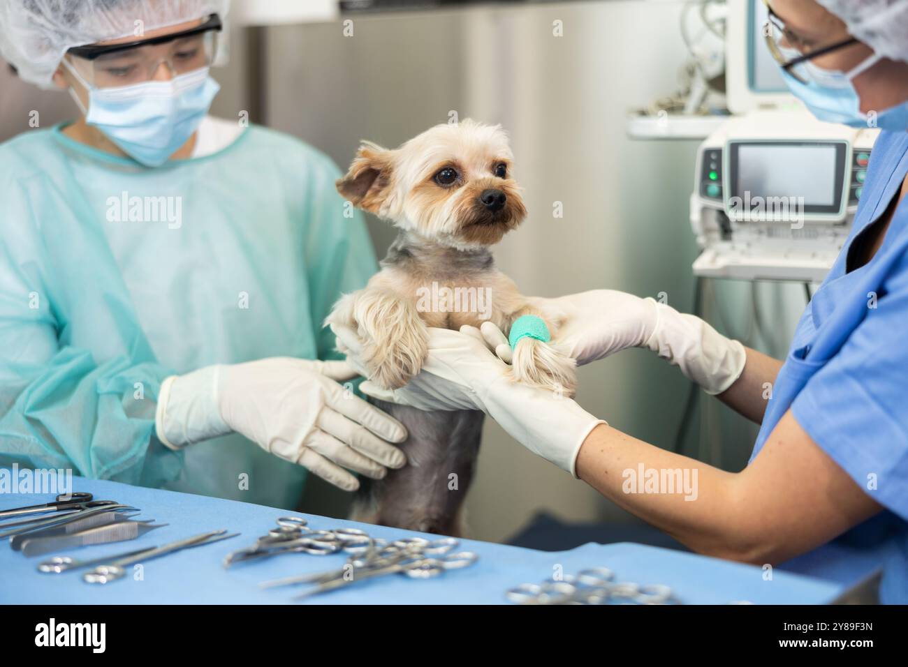 Tierärztliche Ärztin und Guy Assistentin führen Untersuchung und Behandlung des Yorkshire Terriers durch Stockfoto