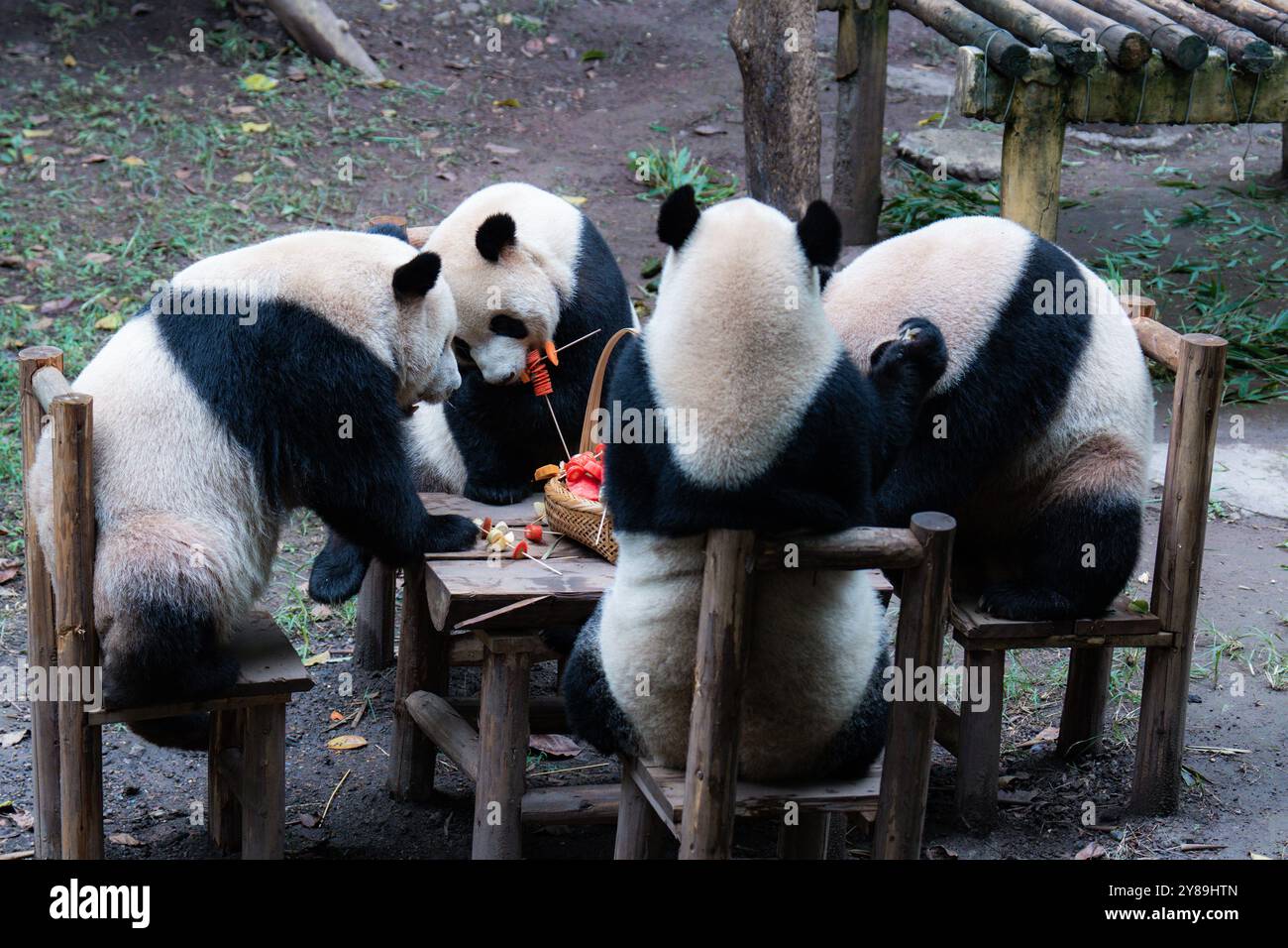 CHONGQING, CHINA - 3. OKTOBER 2024 - Riesenpandas essen im Chongqing Zoo in Chongqing, China, 3. Oktober 2024. Stockfoto