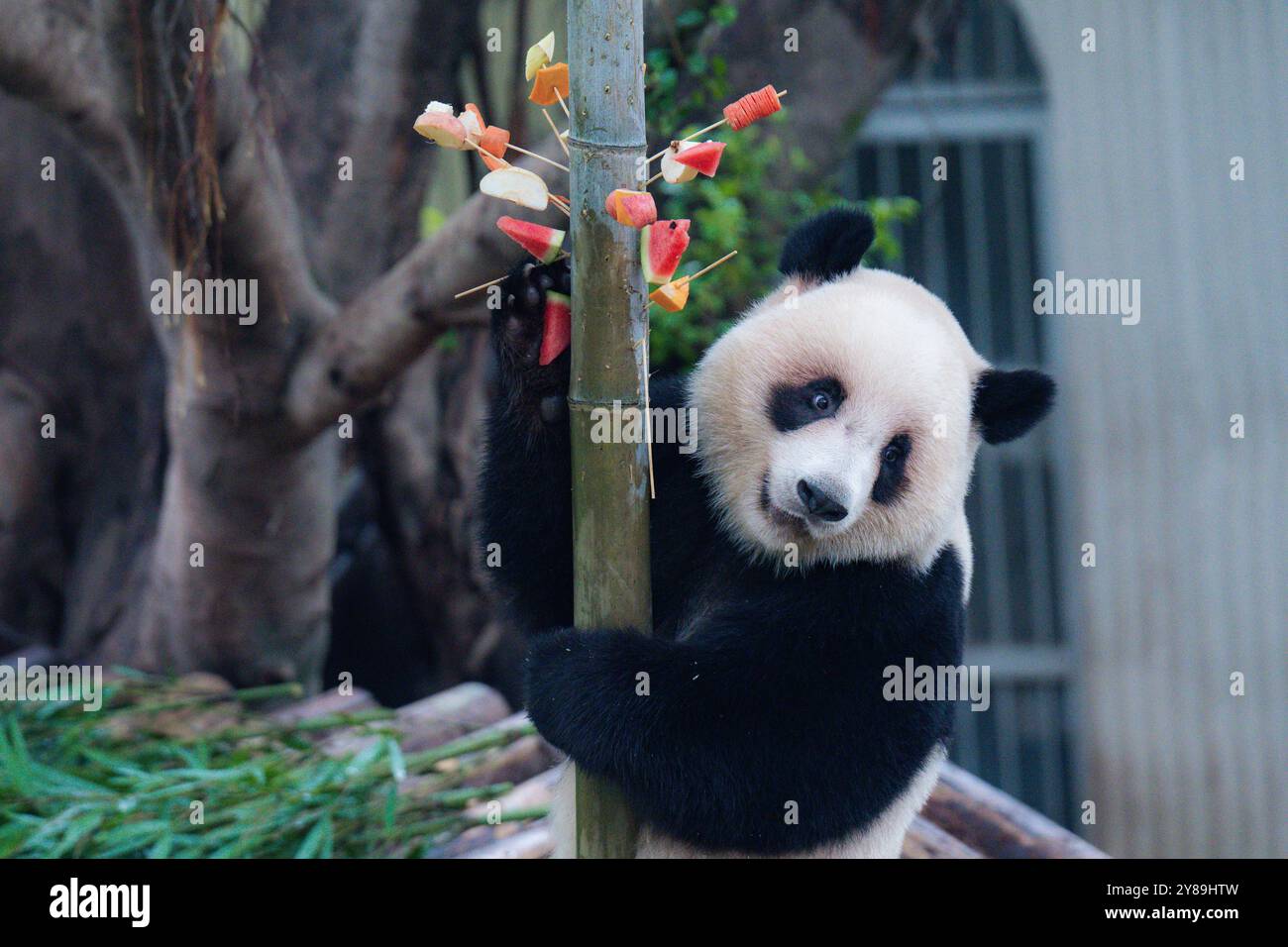 CHONGQING, CHINA - 3. OKTOBER 2024 - Riesenpandas essen im Chongqing Zoo in Chongqing, China, 3. Oktober 2024. Stockfoto