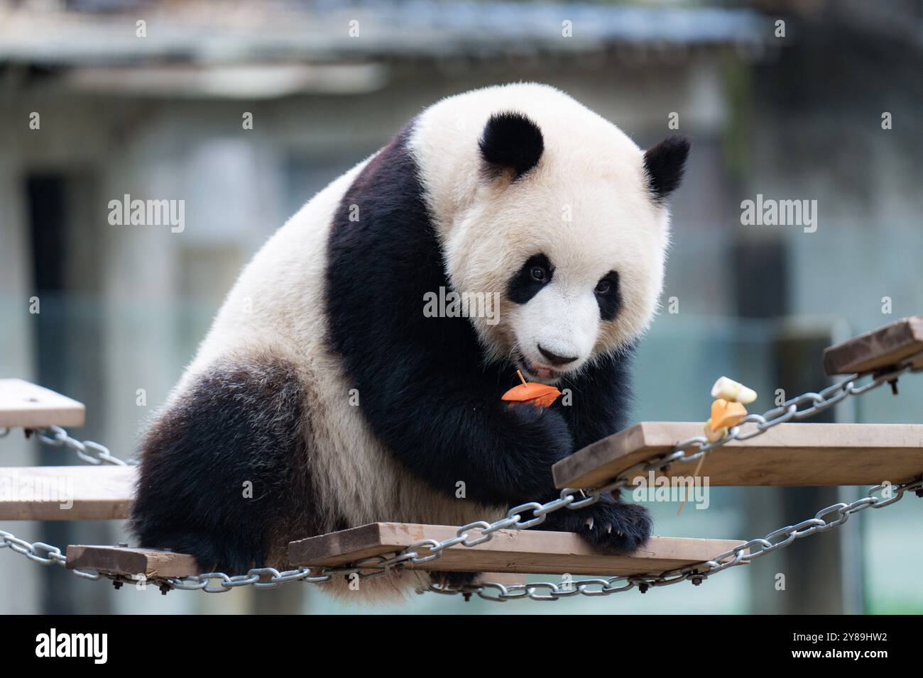 CHONGQING, CHINA - 3. OKTOBER 2024 - Riesenpandas essen im Chongqing Zoo in Chongqing, China, 3. Oktober 2024. Stockfoto