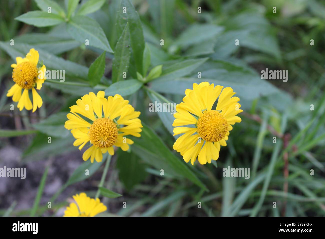 Gewöhnliche Nieselröten blühen in Linne Woods in Morton Grove, Illinois Stockfoto