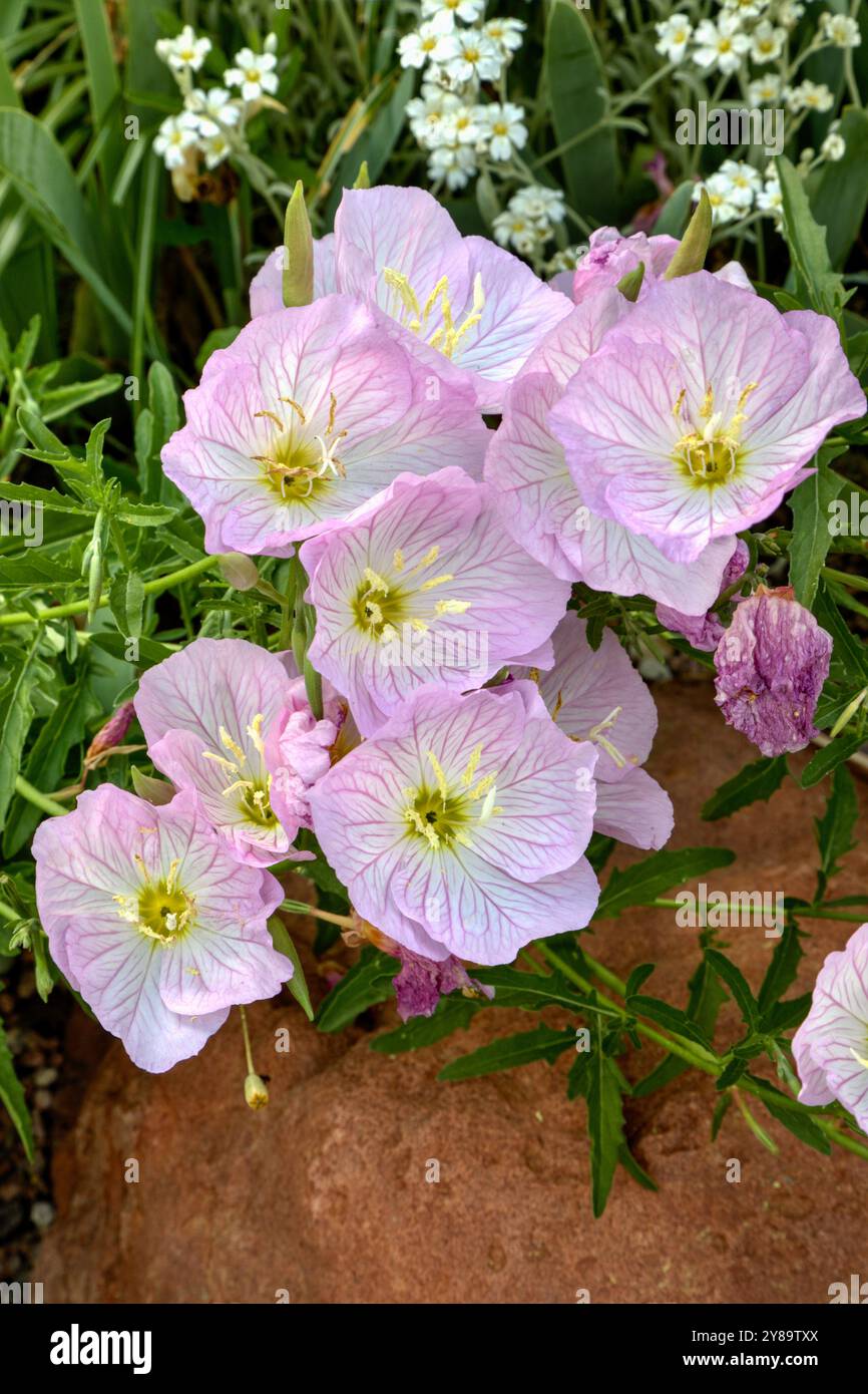 Die weiße Abendkerze, auch Pink Lady genannt, präsentiert den ganzen Sommer über zarte große Blüten. Stockfoto