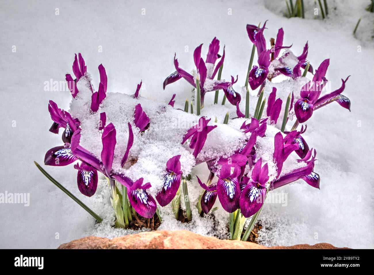 Netzblende, die im Februar aus einem späten Winterschnee auftaucht. Stockfoto