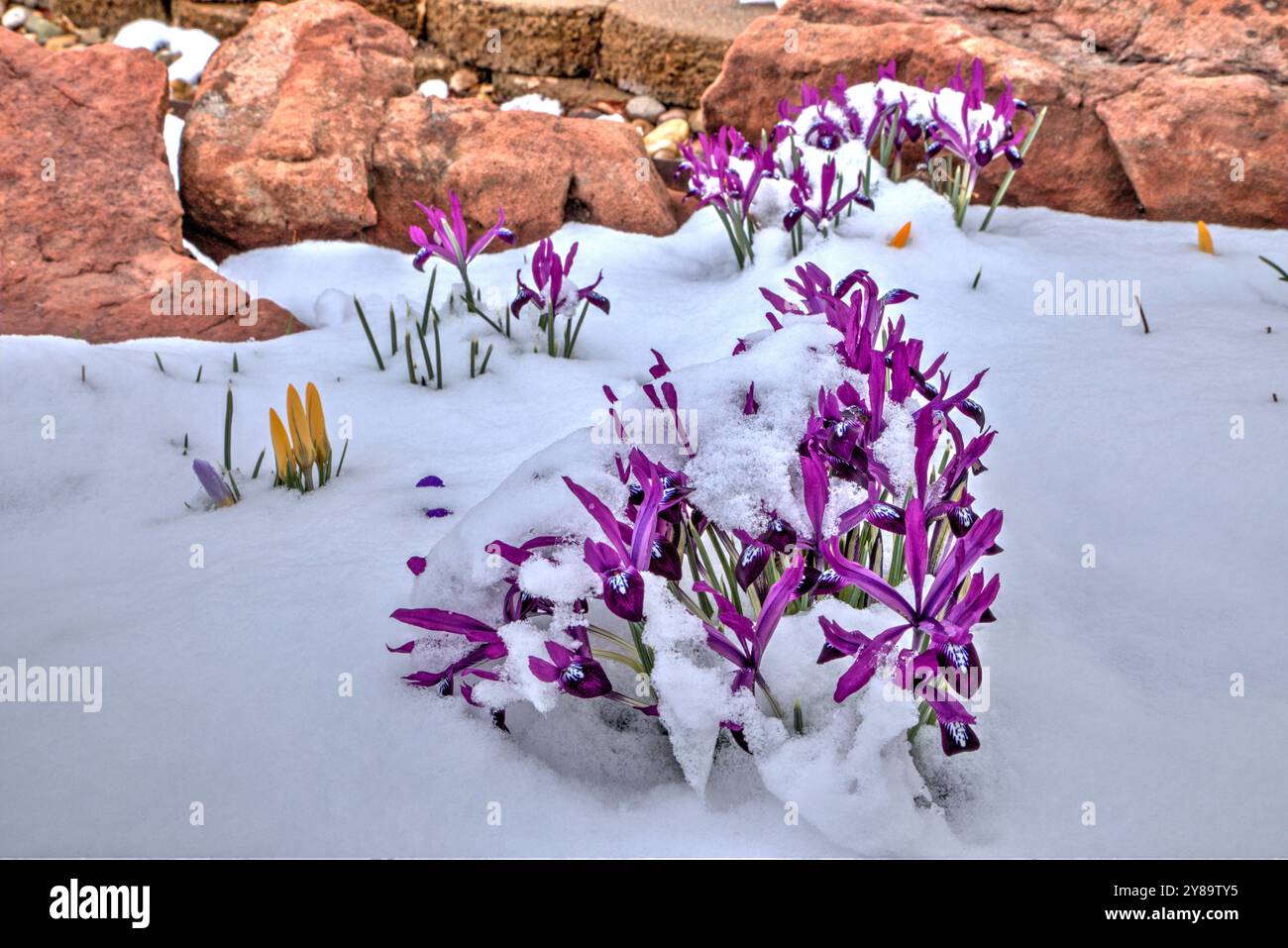 Netzblende, die im Februar aus einem späten Winterschnee auftaucht. Stockfoto