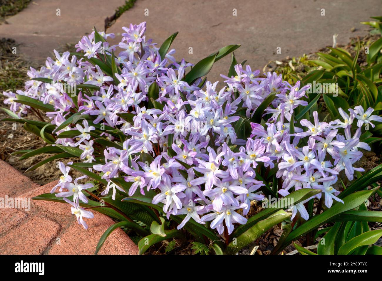 Glory of the Snow in voller Frühlingsblüte bei weichem Licht am späten Nachmittag. Stockfoto
