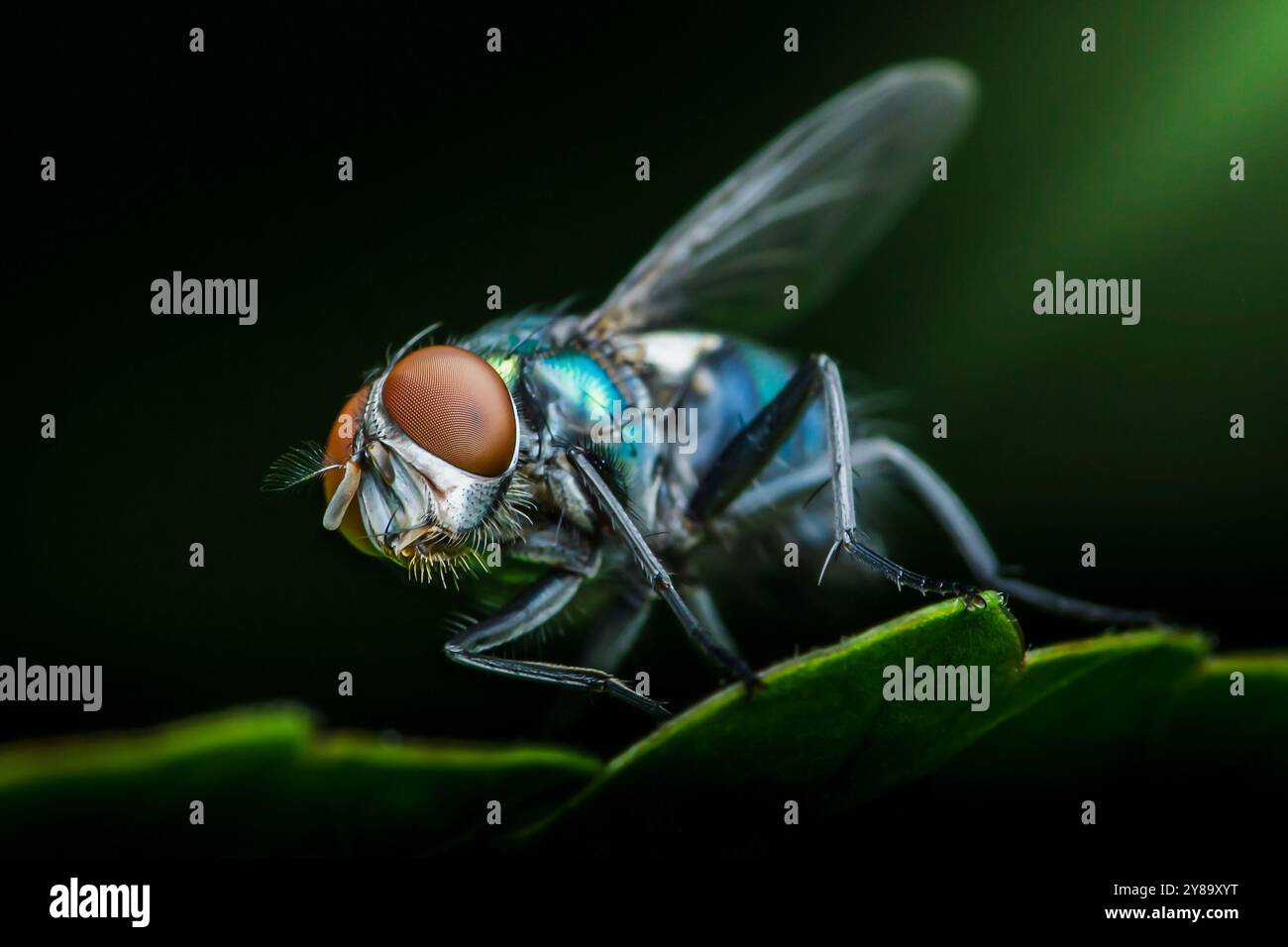 Die grüne Flaschenfliege steht auf einem grünen Blatt mit einem unscharfen dunkelgrünen Hintergrund. Stockfoto