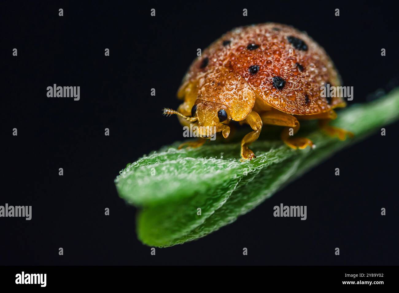 Nahaufnahme eines Makrobildes eines orangen Marienkäfers mit schwarzen Flecken, bedeckt mit winzigen Wassertropfen, die auf einem grünen Blatt stehen. Stockfoto
