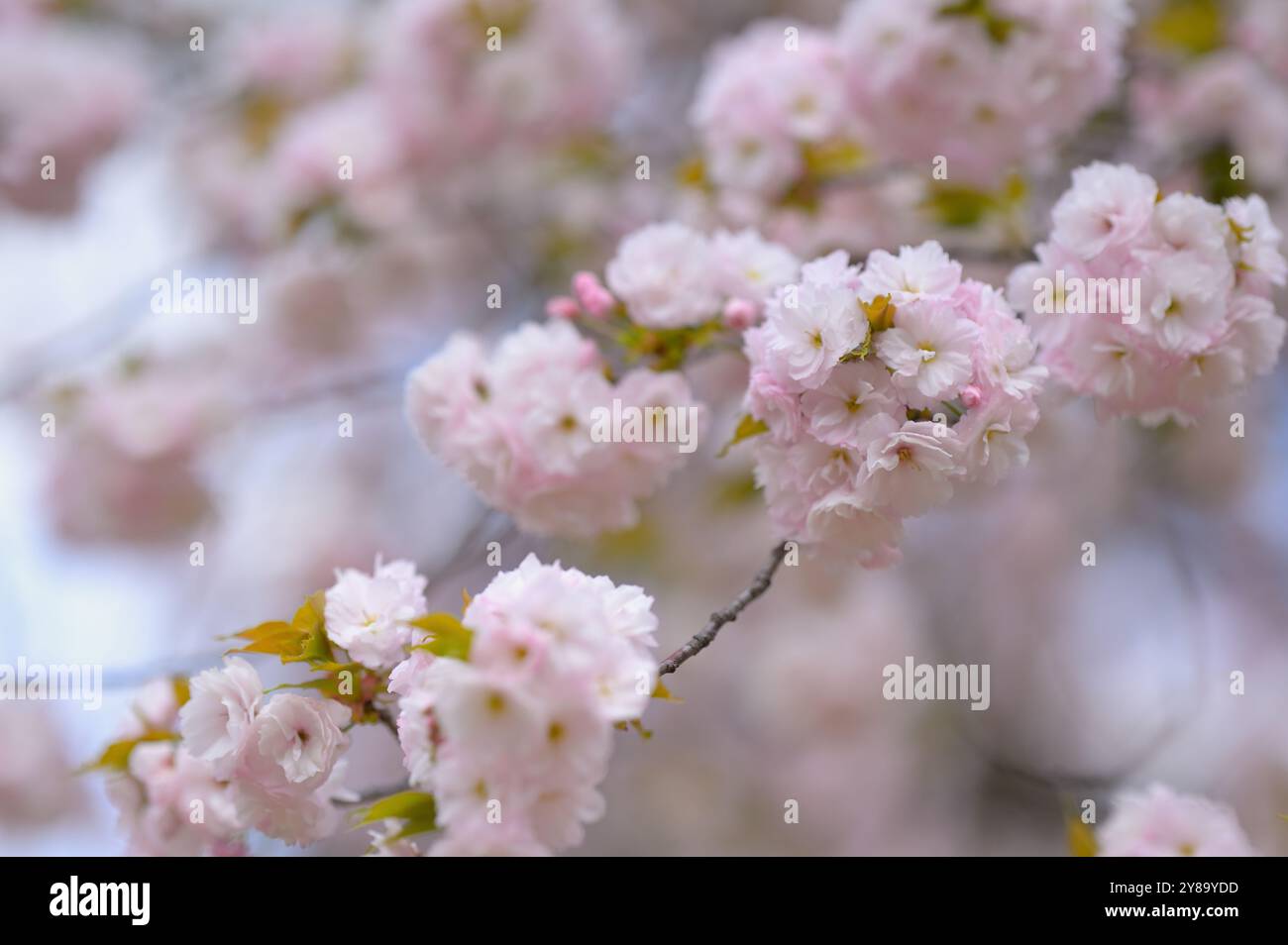 Die Kirschblüte in Shinjuku Gyoen ist bei Einheimischen und Besuchern gleichermaßen beliebt, Tokyo JP Stockfoto