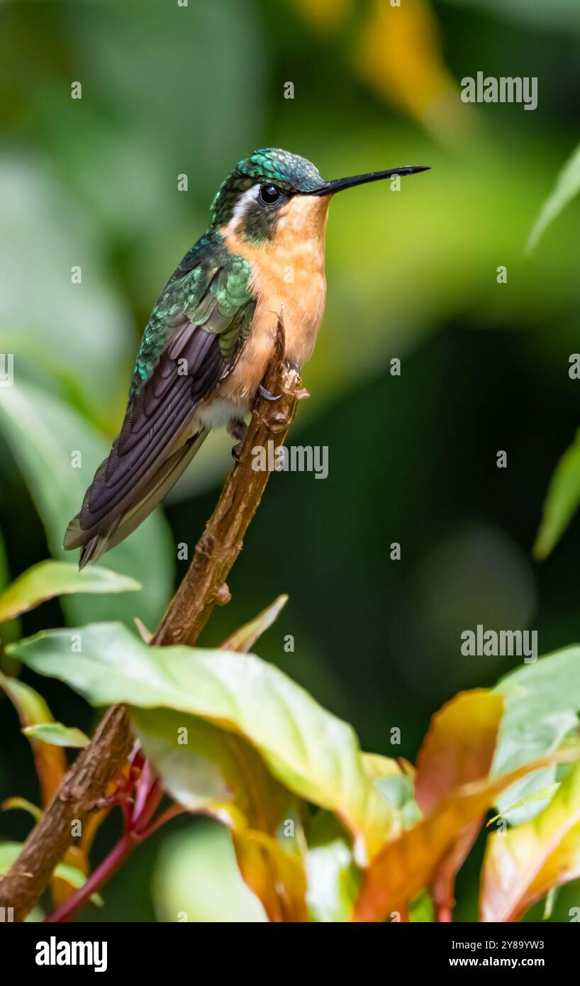 Weiblicher Weißkehlkopf (Lampornis castaneoventris) aus Costa Rica Stockfoto