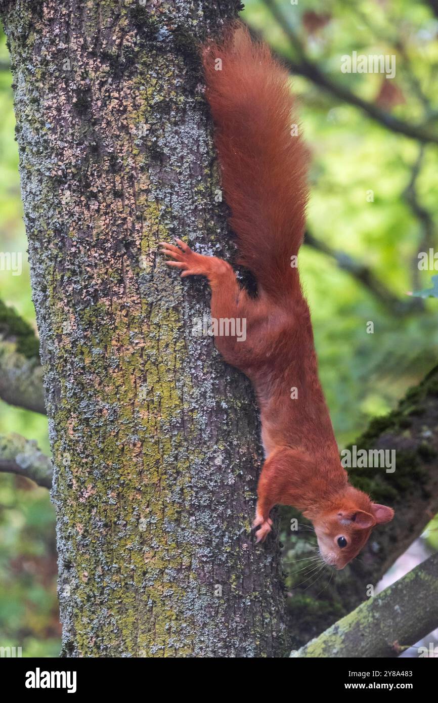 Eichhörnchen im Kölner Nippes-Viertel. Stockfoto