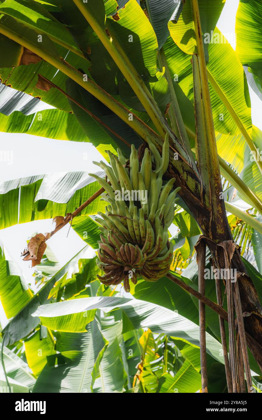 Reife grüne Bananen auf einem tropischen Bananenbaum im Sonnenlicht Stockfoto
