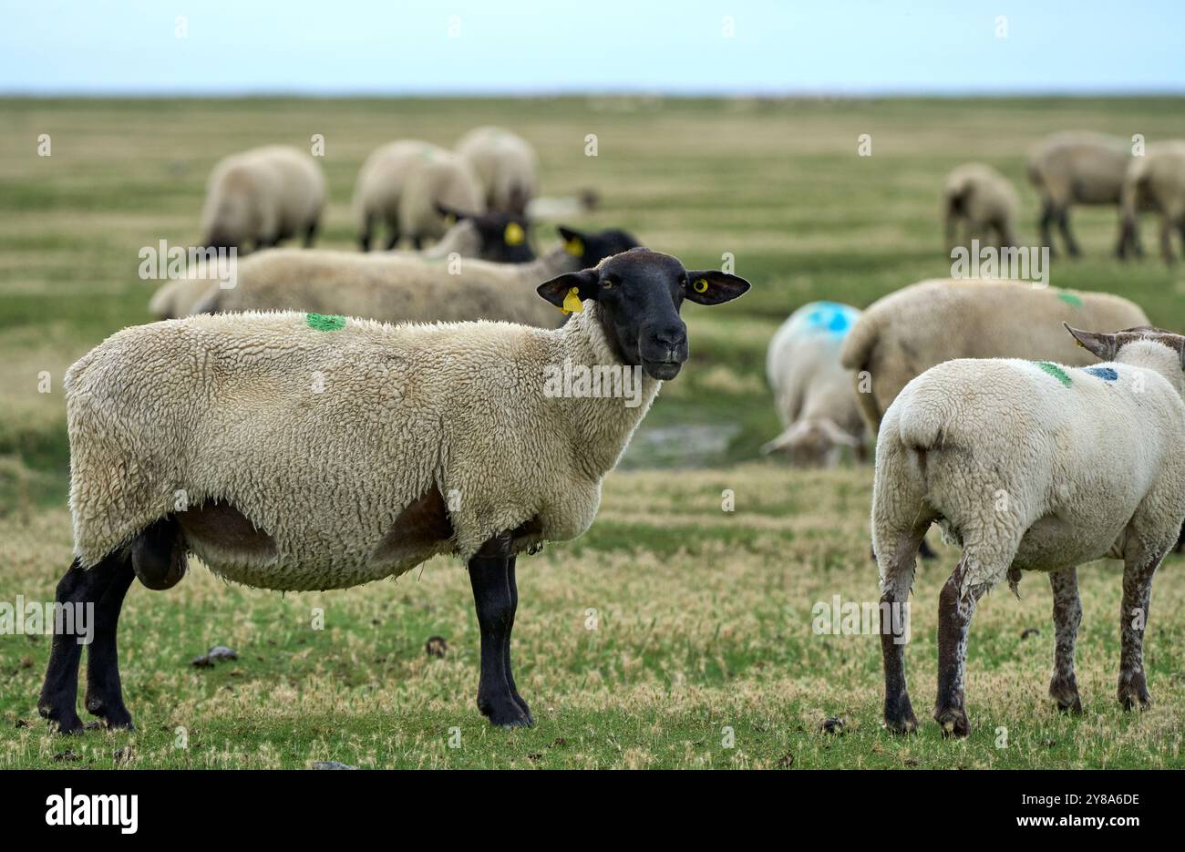 Schaf von suffolk, das auf einer Salzwiese neben dem Mont Saint Michel in der Normandie weidet Stockfoto