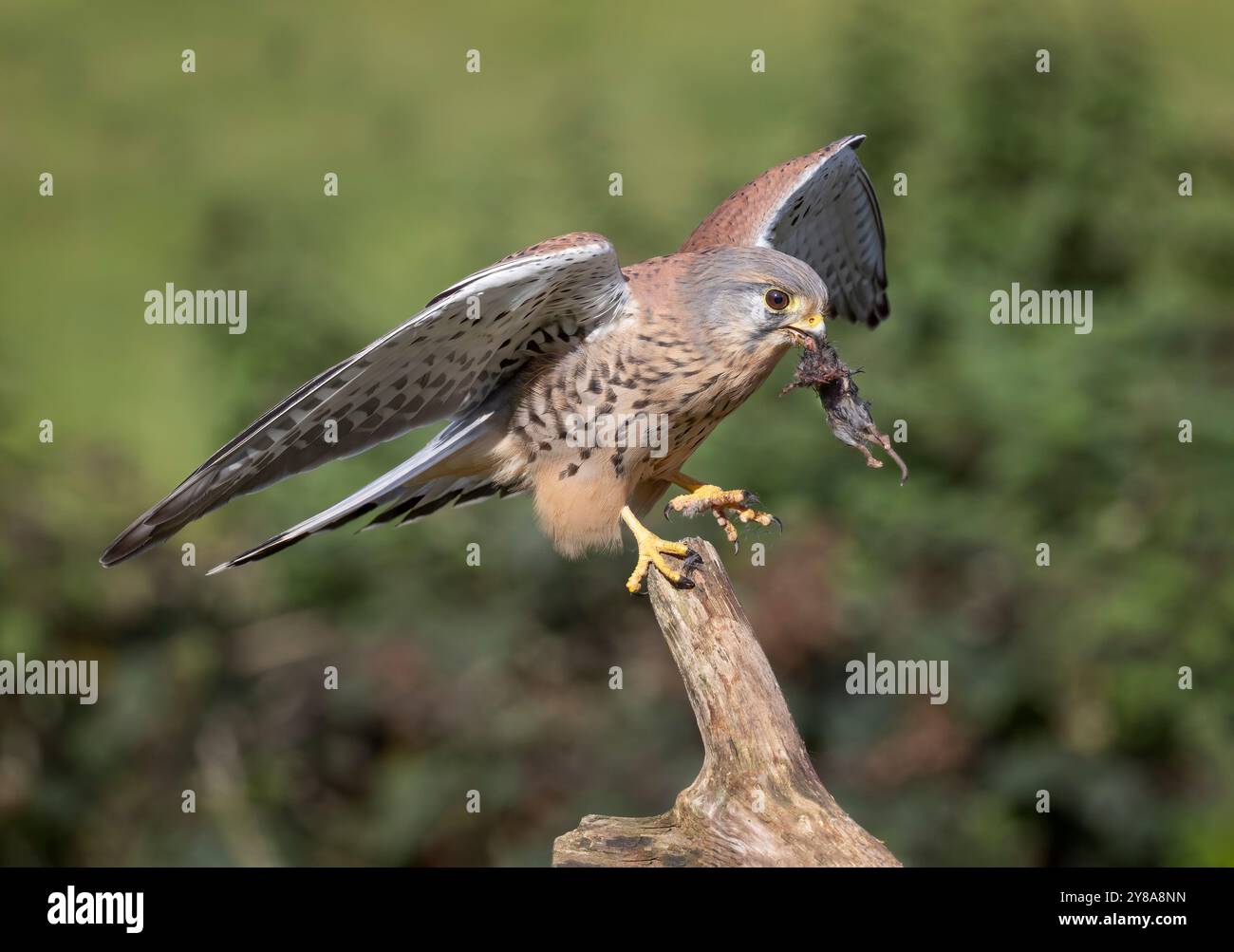 Ein Turmfalke ist gerade auf einem Holzzweig gelandet. Das Nahaufnahme-Foto zeigt den Vogel mit einem kleinen Nagetier im Schnabel und ausgestreuten Flügeln Stockfoto