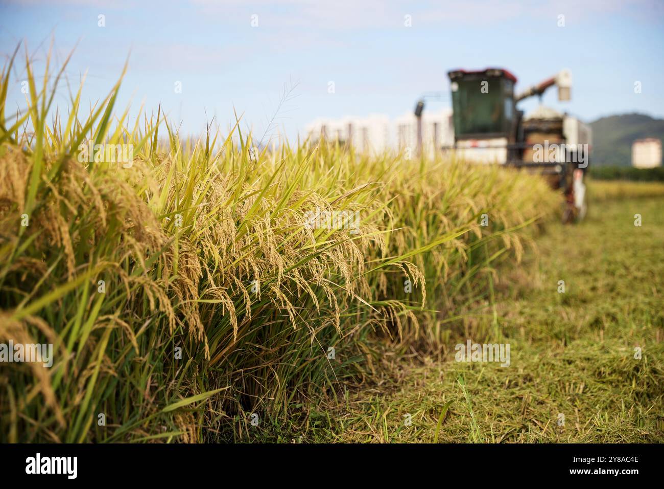Peking, Chinas Provinz Zhejiang. Oktober 2024. Ein Erntemaschine arbeitet auf Reisfeldern im Dorf Shangqiang im Bezirk Wuxing in der Stadt Huzhou in der ostchinesischen Provinz Zhejiang, 4. Oktober 2024. Quelle: He Weiwei/Xinhua/Alamy Live News Stockfoto