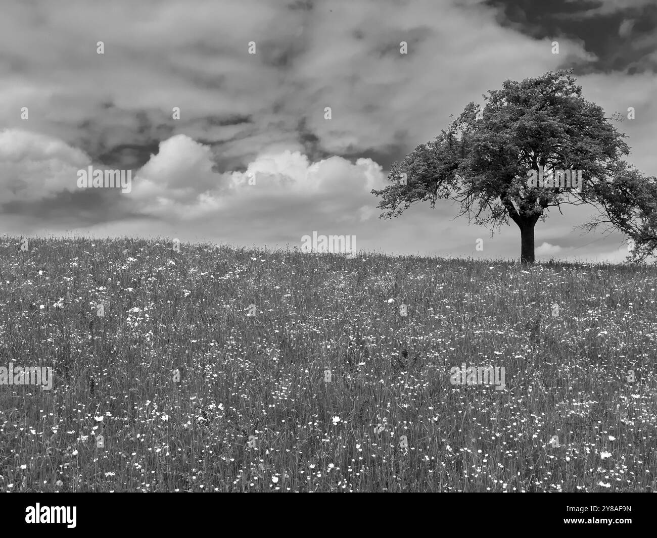 Actuell clima Veränderung in europa Stockfoto