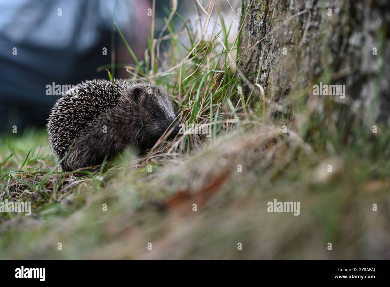 Junger Igel auf Nahrungssuche ein Igel sitzt an einem Baum im Gras. Im Hintergrund stehen Müllsäcke. Leer Niedersachsen Deutschland *** junger Igel auf der Suche nach Nahrung Ein Igel sitzt auf einem Baum im Gras im Hintergrund sind Müllsäcke leer Niedersachsen Deutschland Copyright: Xdiebildwerftx Stockfoto