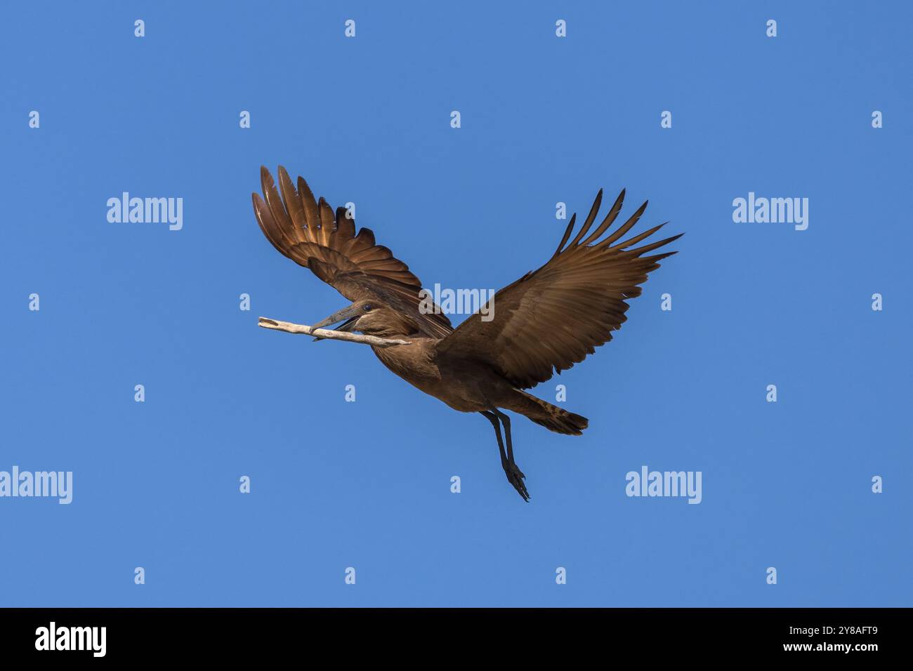 Hamerkop (Scopus-Regenschirm) mit Nistmaterial, Chobe-Nationalpark, Botswana Stockfoto