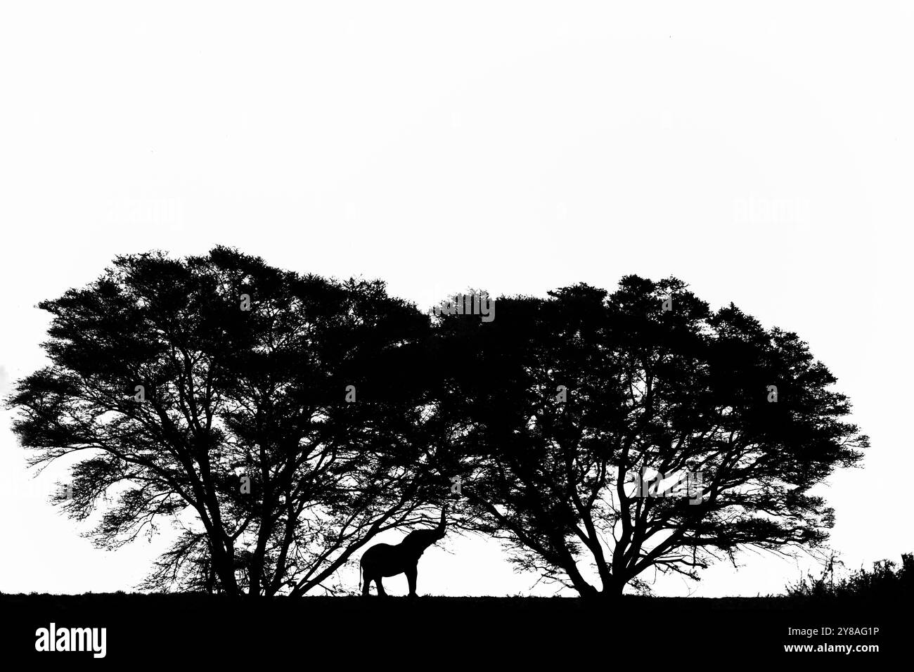 Elefant (Loxodonta africana) Bulle, Zimanga privates Wildreservat, Südafrika Stockfoto