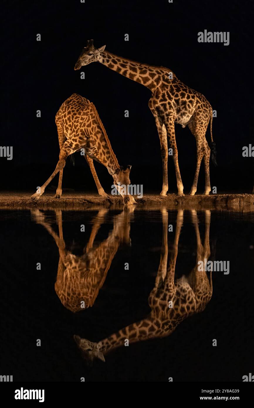 Giraffen (Giraffa camelopardalis) bei Nacht im Wasser, Shompole, Kenia Stockfoto