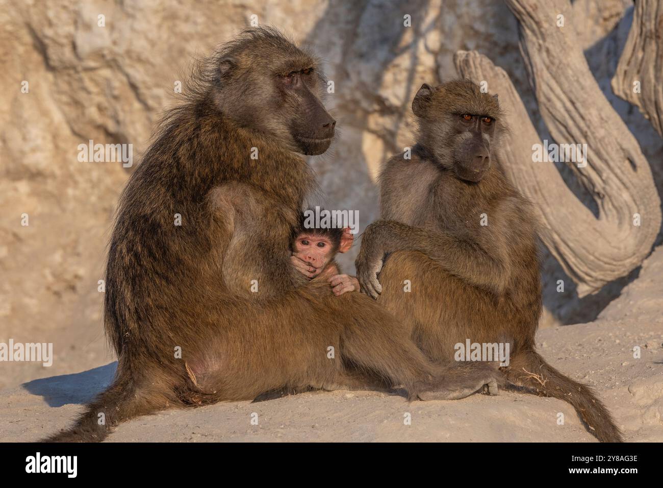 Chacma-Paviane (Papio ursinus), Chobe-Nationalpark, Botsuana Stockfoto