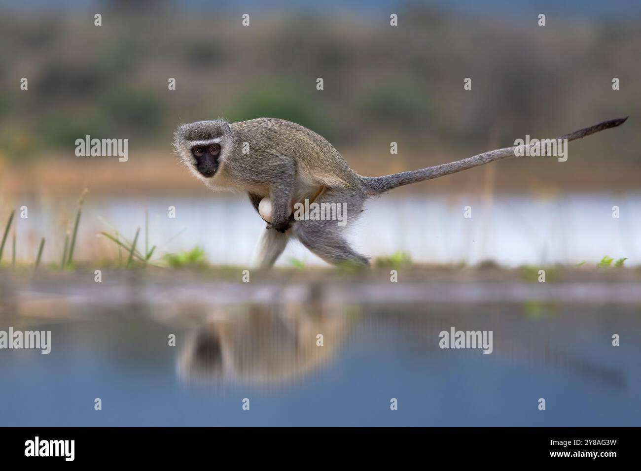 Wirbelaffen (Chlorocebus pygerythrus), Zimanga Naturschutzgebiet, KwaZulu-Natal, Südafrika Stockfoto