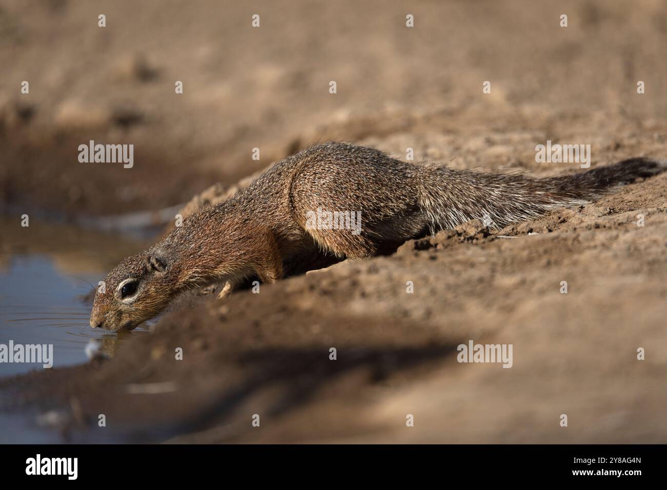 Ungestreiftes Bodenhörnchen (Xerus rutilus), Shompole, Kenia Stockfoto
