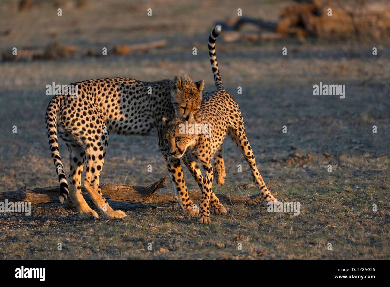 Gepard (Acinonyx jubatus) Untererwachsenen, Spielkampf, Mashatu Game Reserve, Botswana Stockfoto