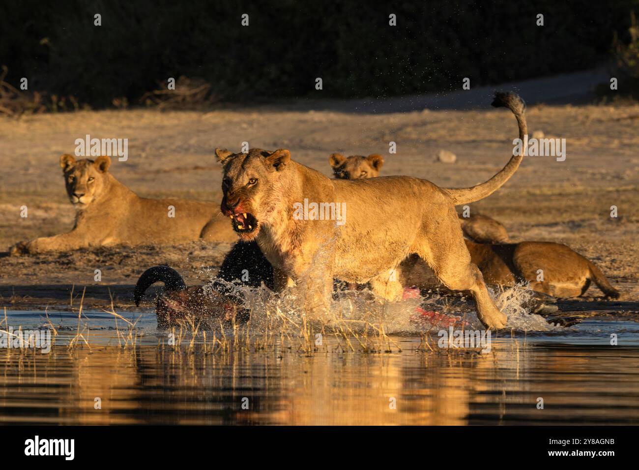 Löwe (Panthera leo) auf Büffelmord, der Krokodile verjagt, Chobe Nationalpark, Botswana Stockfoto
