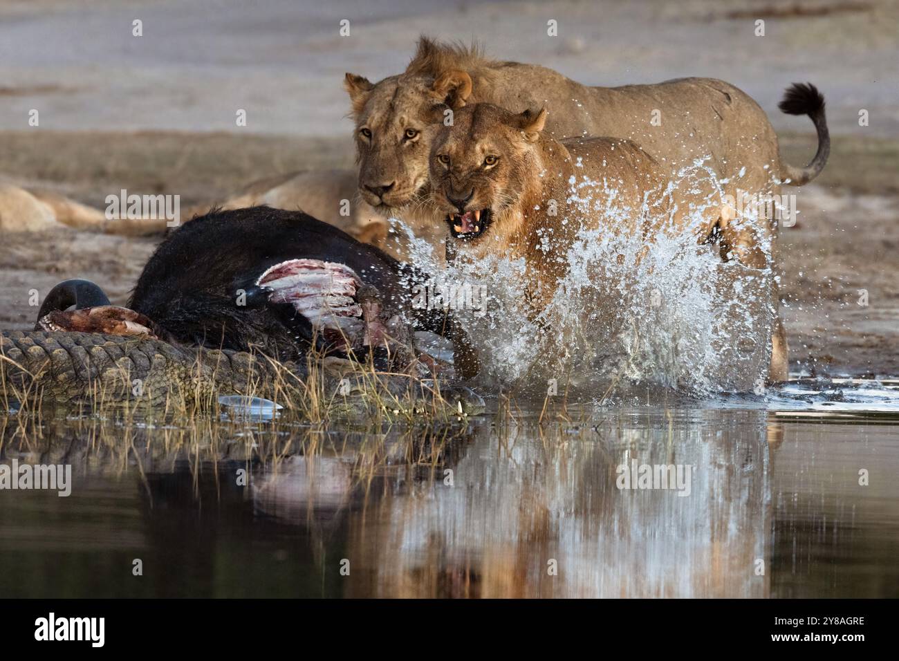 Löwe (Panthera leo) auf Büffelmord, der Krokodile verjagt, Chobe Nationalpark, Botswana Stockfoto