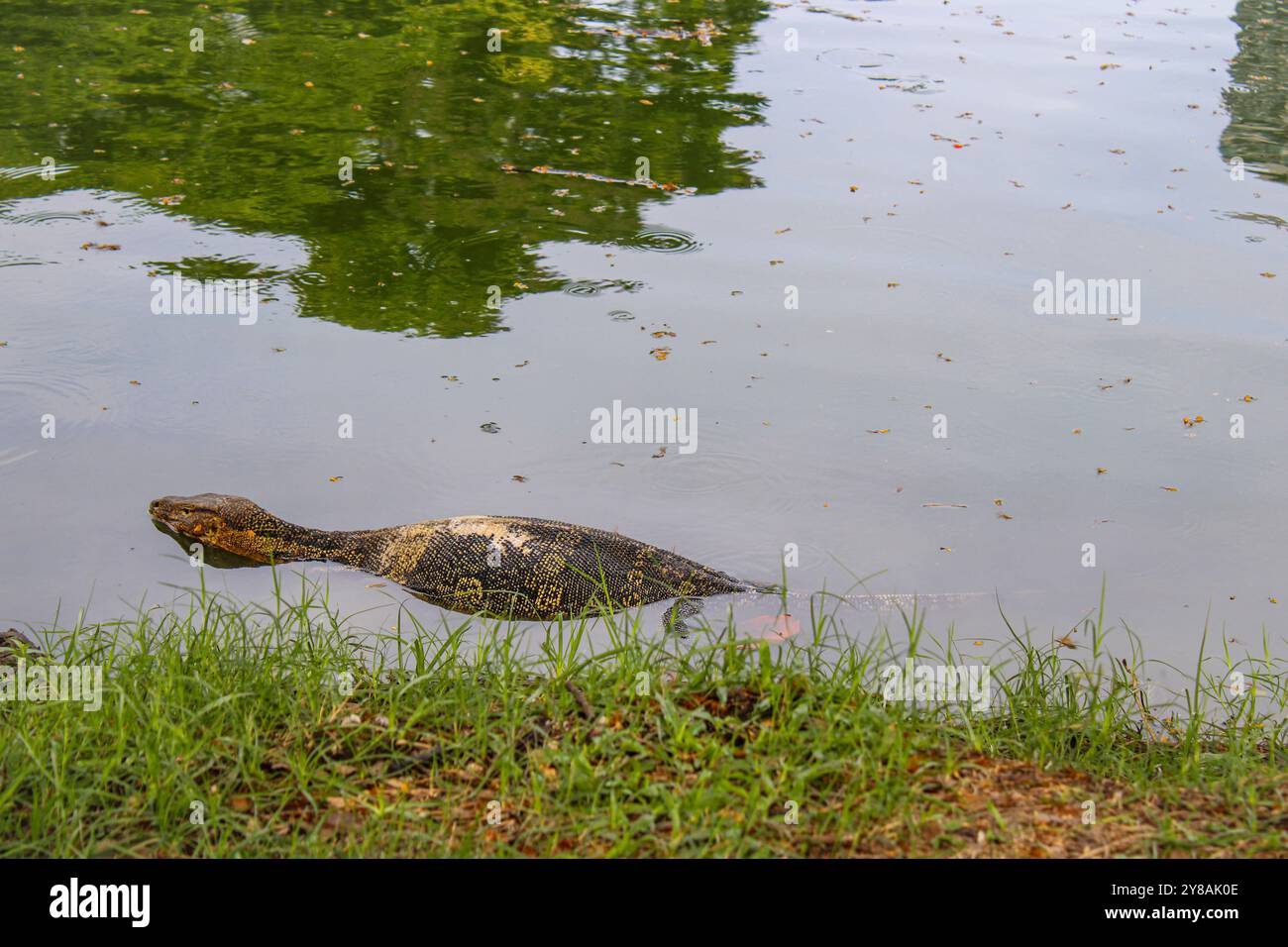 Bangkok. Lumphini Park ist ein Park in Bangkok, Thailand. Der Park bietet seltene öffentliche Plätze, Bäume und Spielplätze sowie einen künstlichen See Stockfoto