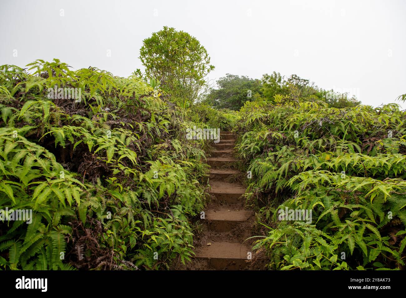 Schlammige Treppen üppiges Grün führt zum Gipfel des Kuli?ou?ou?ou?Ou Ridge Trail Stockfoto