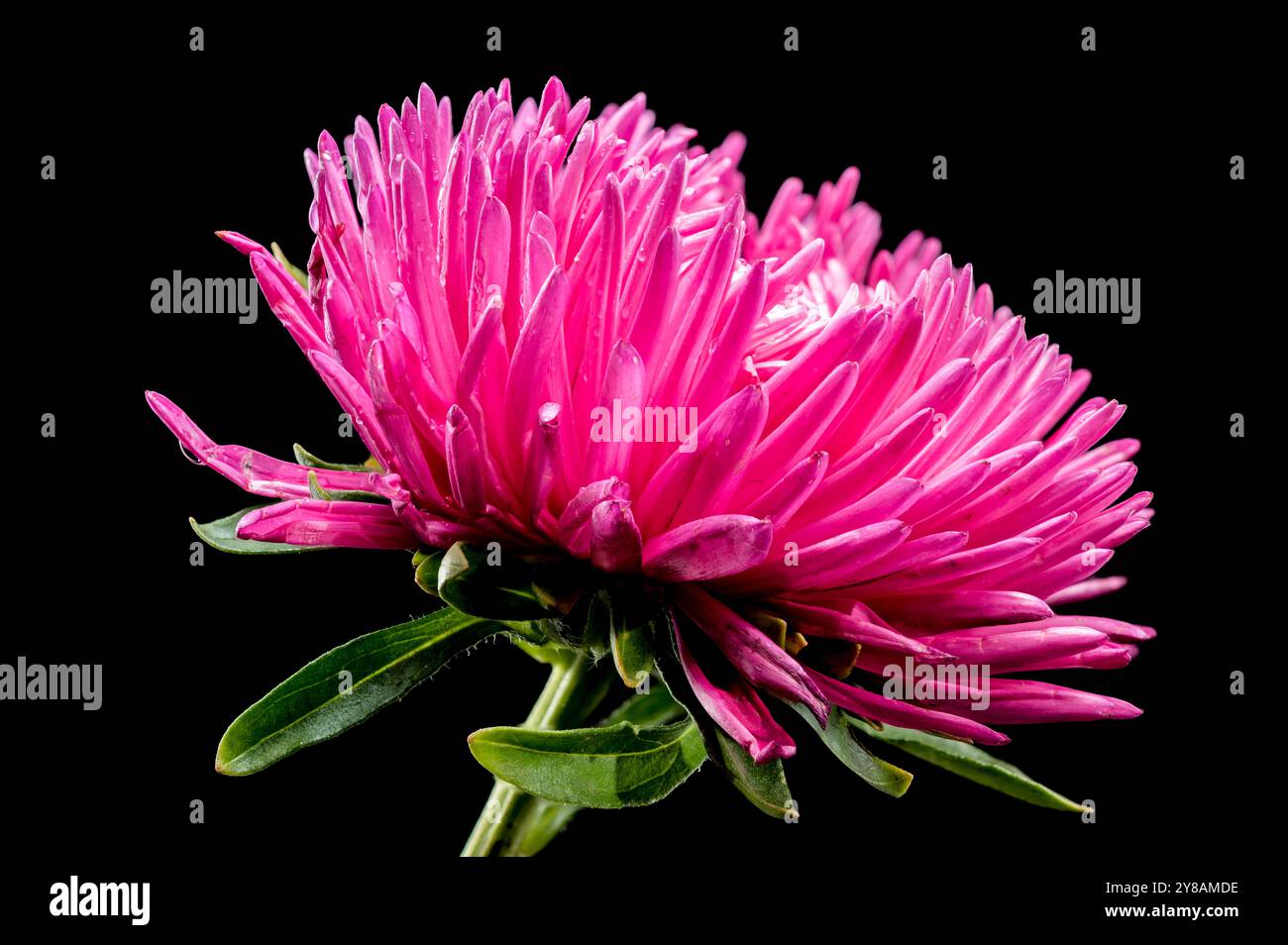 Blühende pinkfarbene Aster Lady Coral auf schwarzem Hintergrund Stockfoto