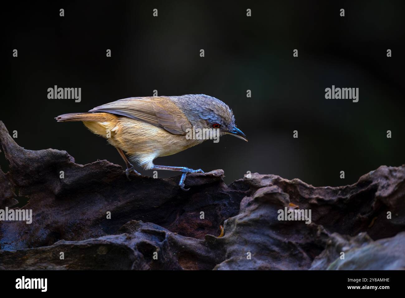 Porträt von Horsfields Babbler (Malacocinca sepiaria) Stockfoto