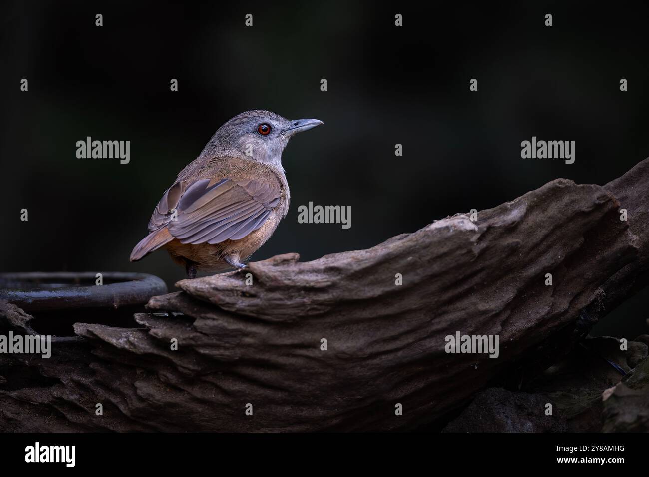 Porträt von Horsfields Babbler (Malacocinca sepiaria) Stockfoto