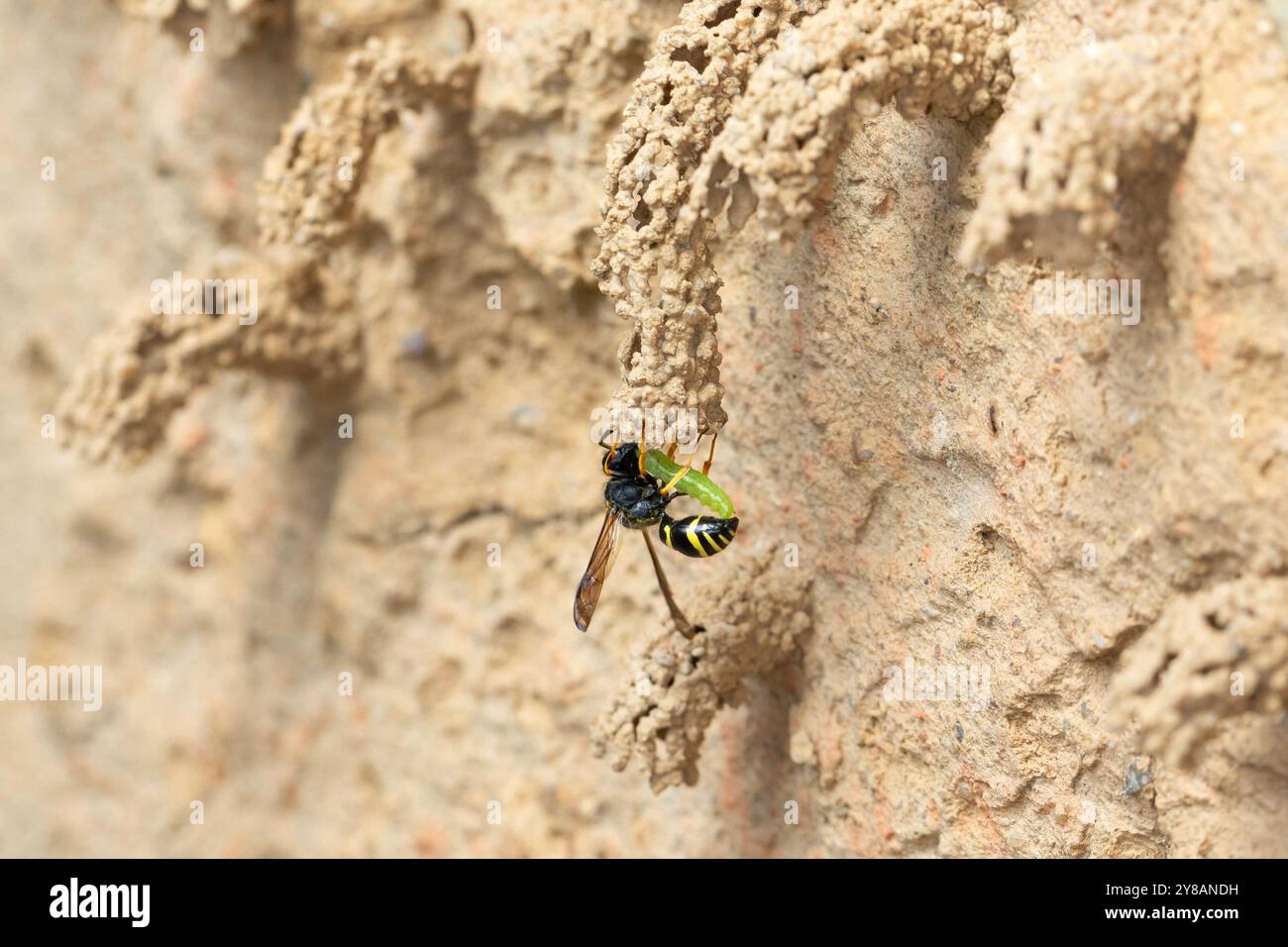 Odynerus spinipes, Oplomerus spinipes, trägt eine gefangengenommene Käferlarve in sein Nest, Deutschland Stockfoto