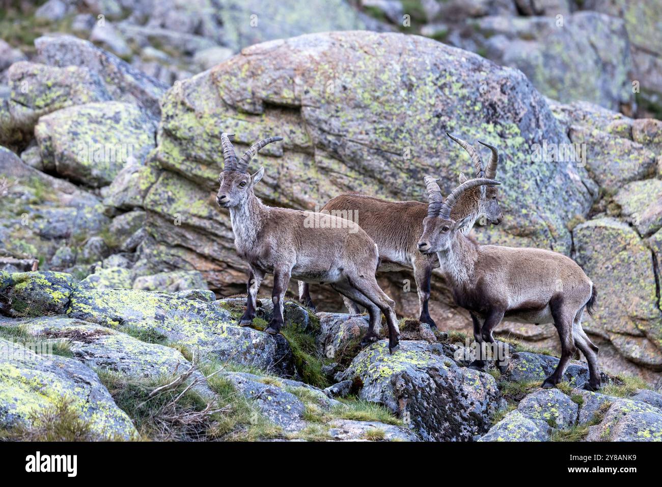 Spanische Steinböcke (Capra pyrenaica, Capra Steinböcke pyrenaica), drei Männchen, die auf dem felsigen Berghang stehen, Spanien, Sierra de Gredos, Avila Stockfoto