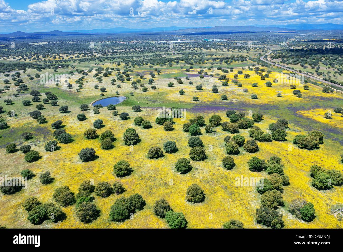 Holm Eiche, Evergreen Eiche, Stechpalme Eiche, Evergreen Eiche (Quercus ilex), Dehesa im Frühjahr, blühende Wiesen mit Steineichen, Blick auf Aerila, Spanien, Extremadura, Stockfoto