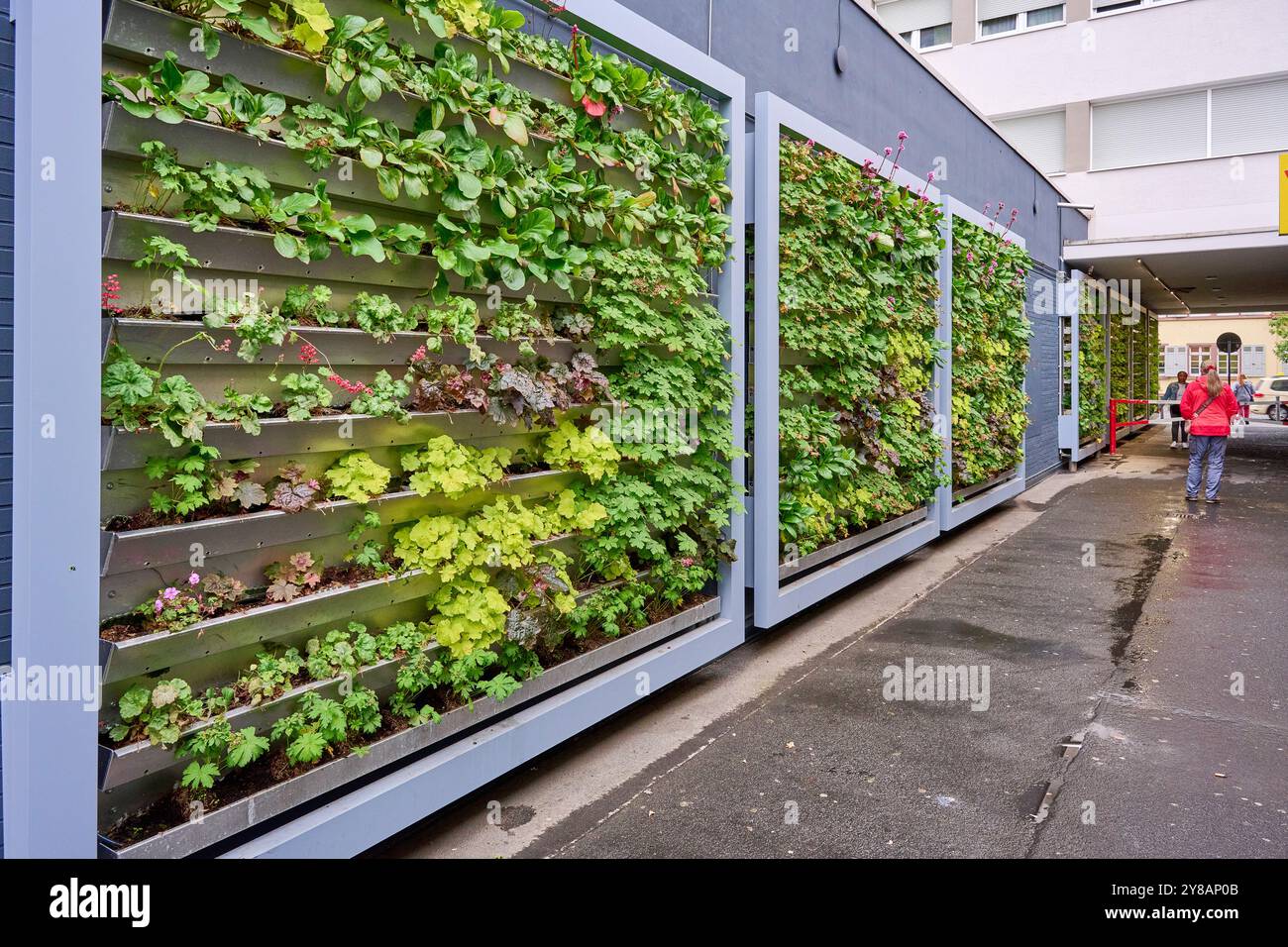 Green Wall Projekt zur Verbesserung des städtischen Klimas in Kaiserpassage, Deutschland, Hessen, Neu-Isenburg Stockfoto