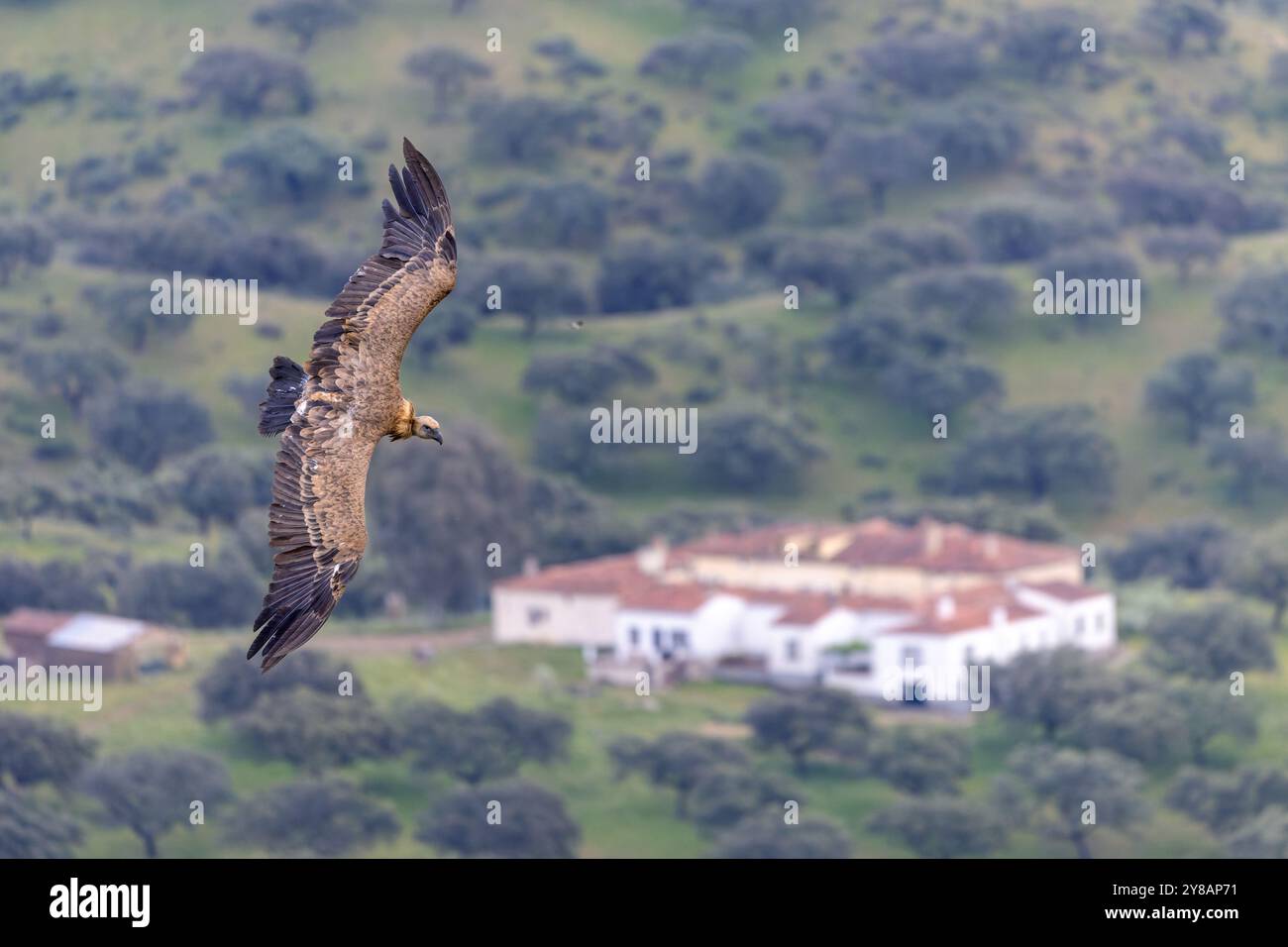 gyps fulvus (Gyps fulvus), im jungen Gefieder, fliegt über die Finca in einer Steineichendehesa, aus der Luft, Spanien, Extremadura, Monfrague Nationalpark Stockfoto