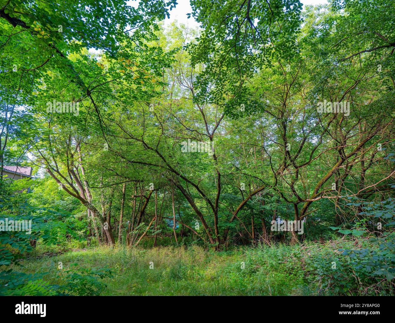 Bäume am Ufer der Havel, Deutschland, Brandenburg, Fürstenberg/Havel Stockfoto