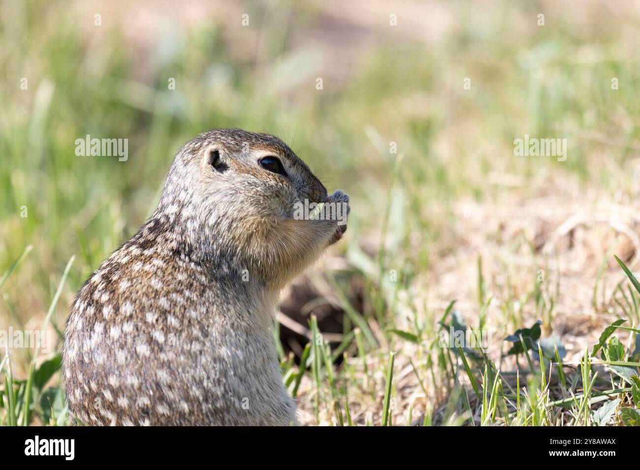 Das gefleckte Eichhörnchentier steht auf seinen Hinterbeinen Stockfoto