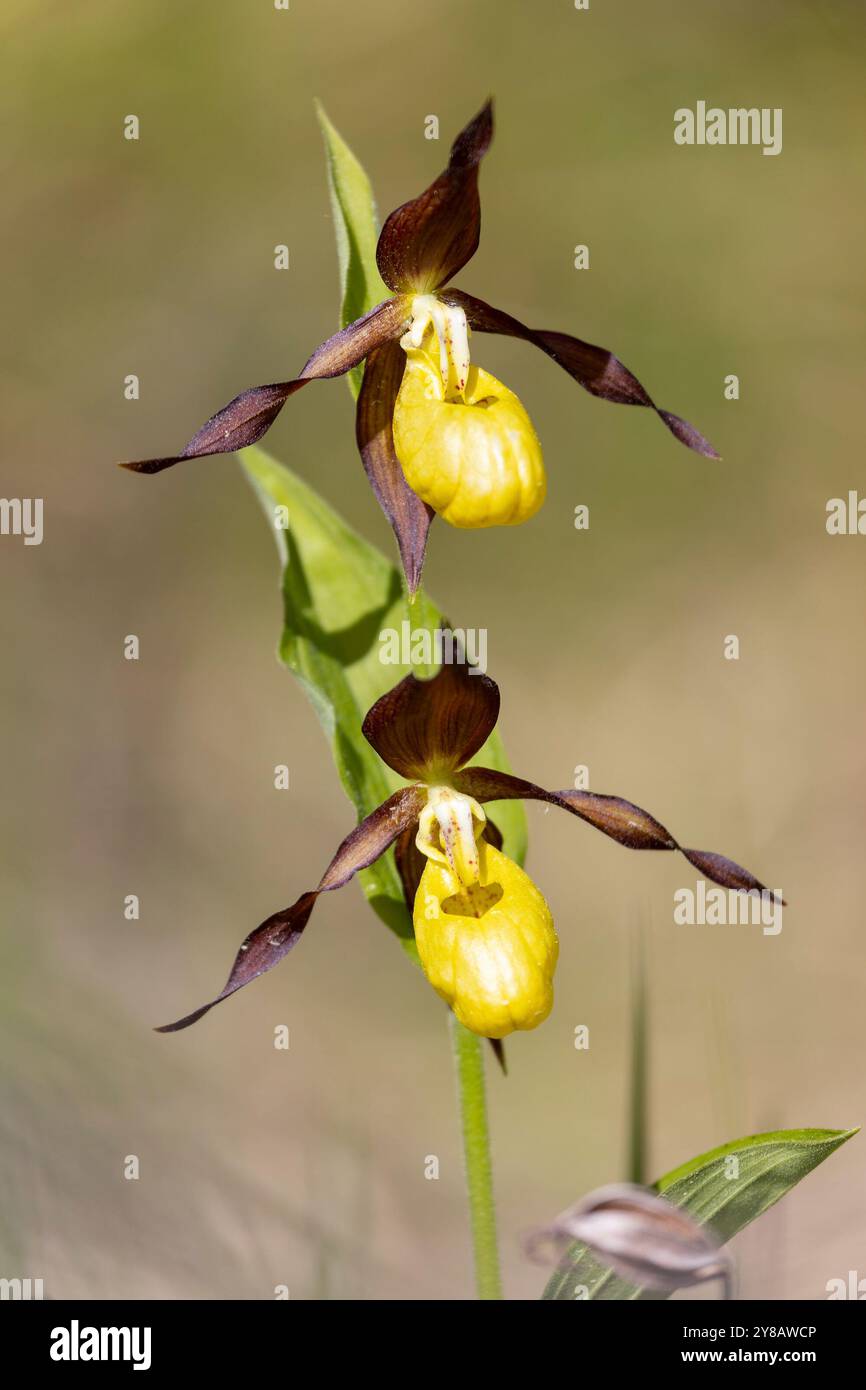Cypripedium calceolus an einem Sommertag in Russland Stockfoto