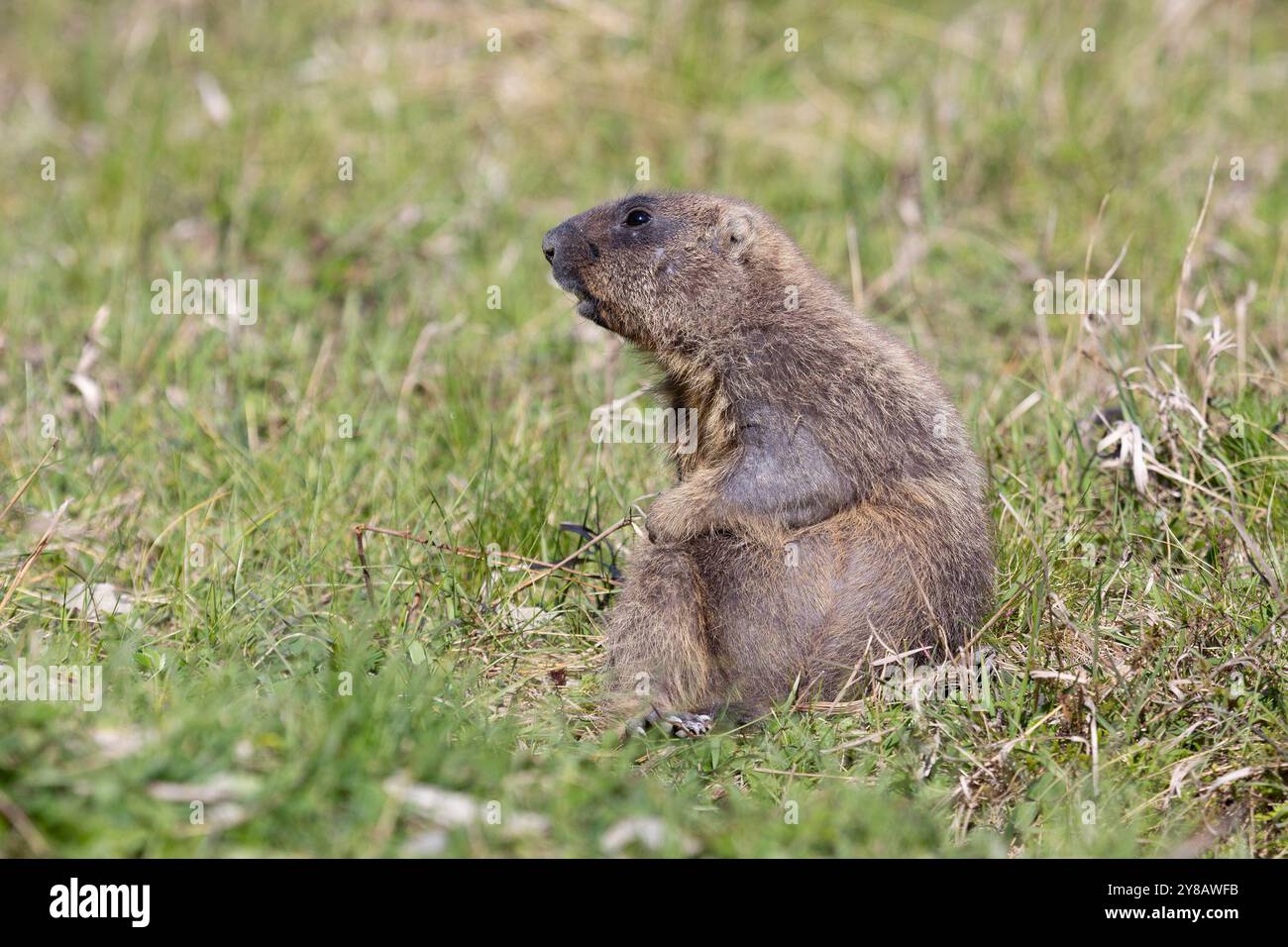 Bobak Murmeltier steht am Sommertag auf einem Gras Stockfoto
