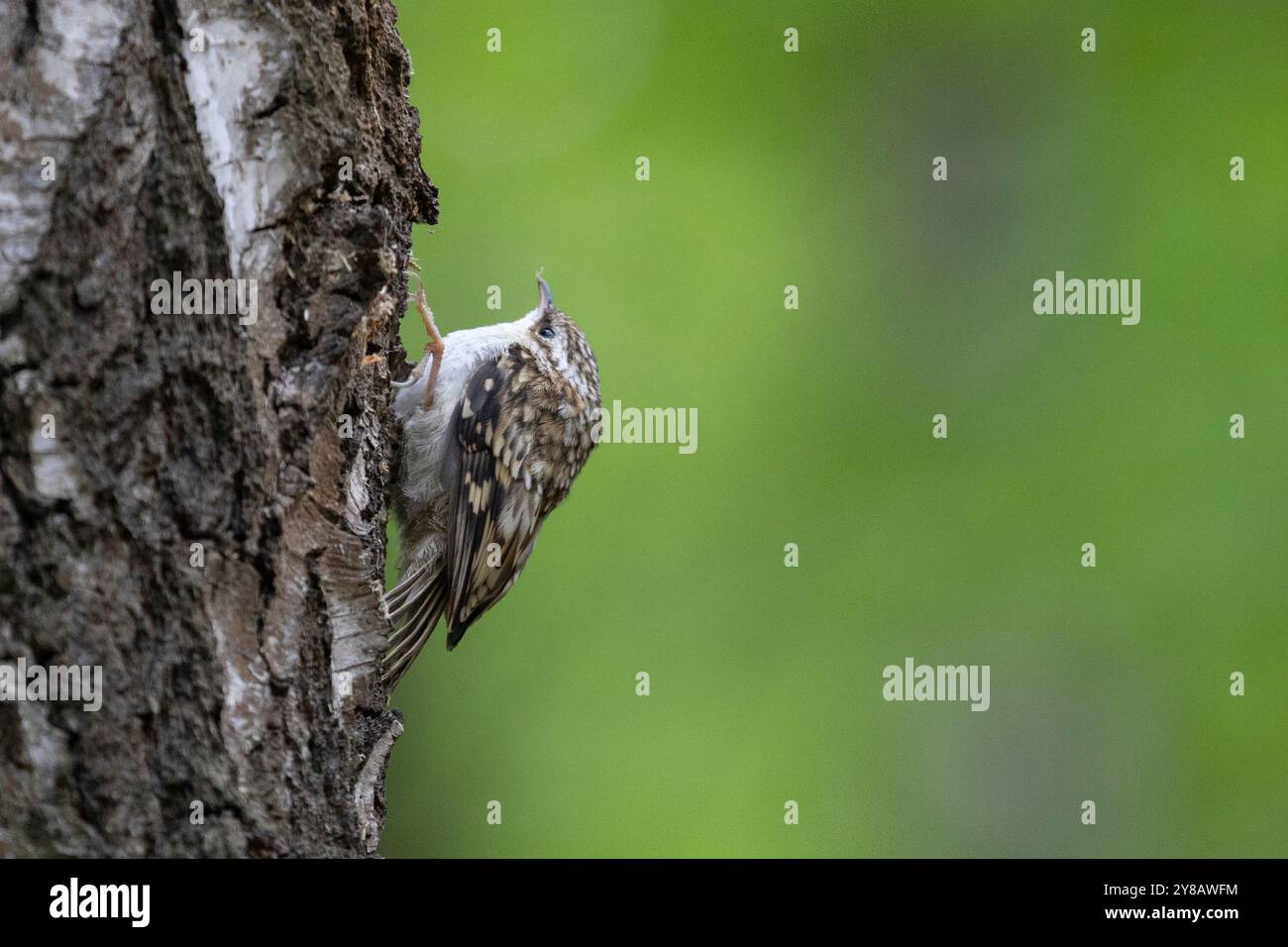 Eurasischer Baumstamm auf einem Baumstamm Stockfoto