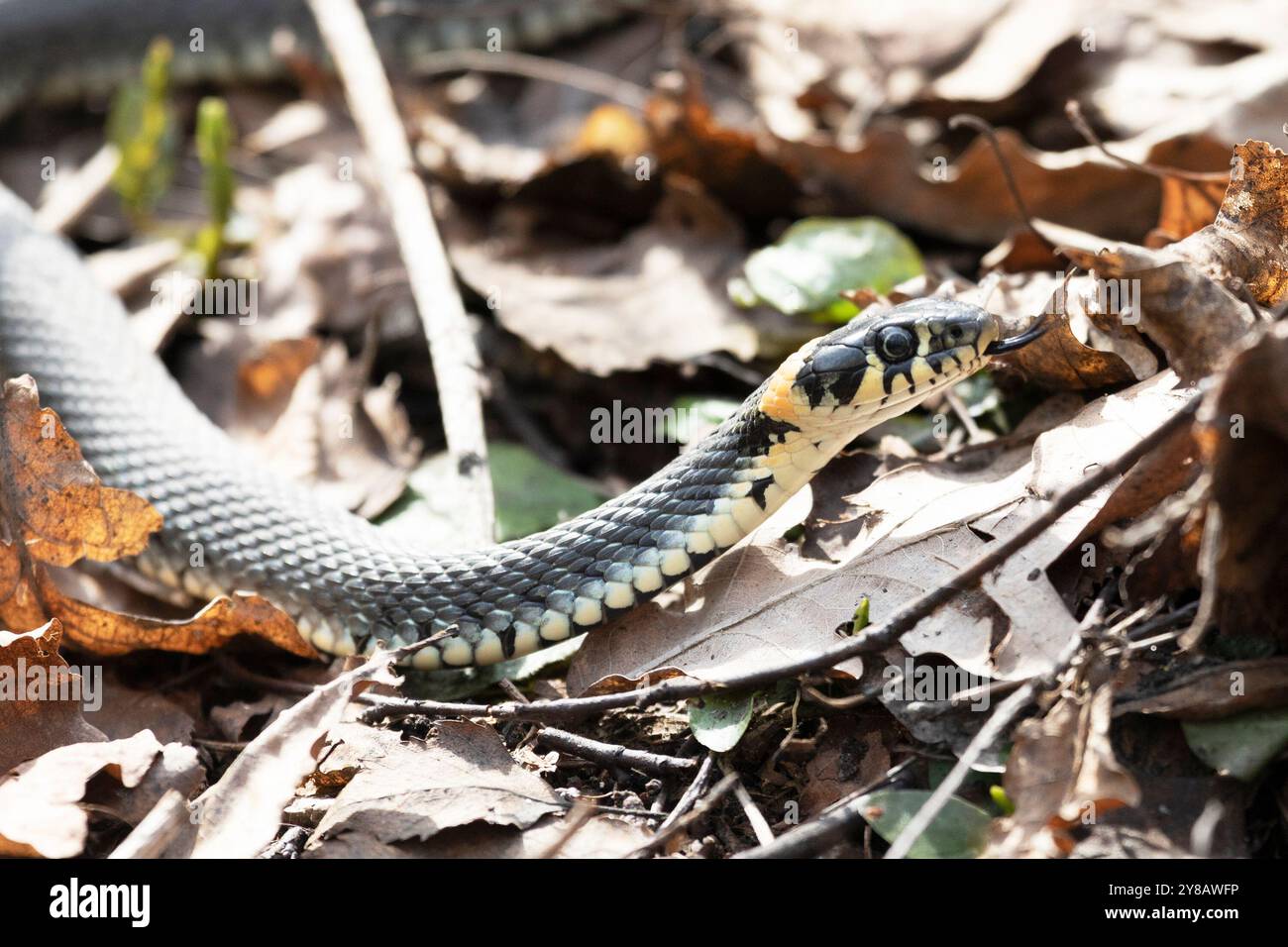 Grasschlange liegt auf altem Laub. Nahaufnahme Stockfoto