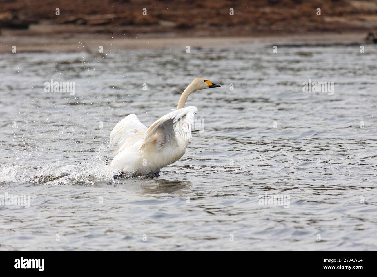 Weißer Schwan, der auf Wasser läuft, Nahaufnahme Stockfoto