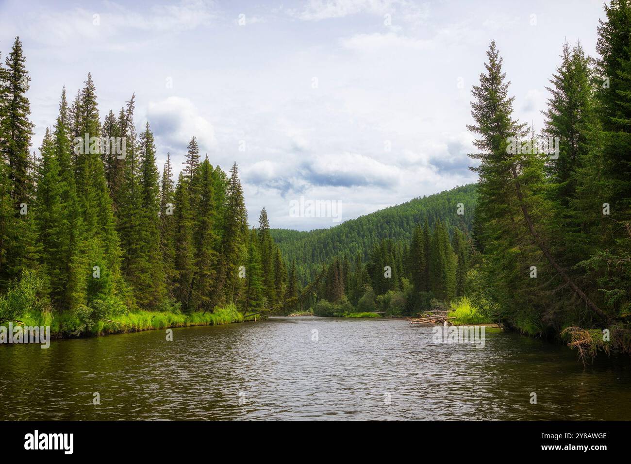 Sommerlandschaft mit Fluss. Russland. Sibirien Stockfoto