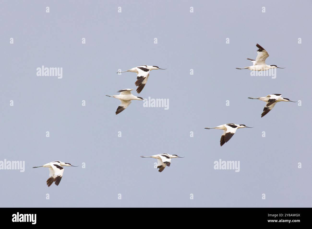 Eine große Schar von rattenavocet fliegt am Himmel. Rotes Buch Russlands Stockfoto